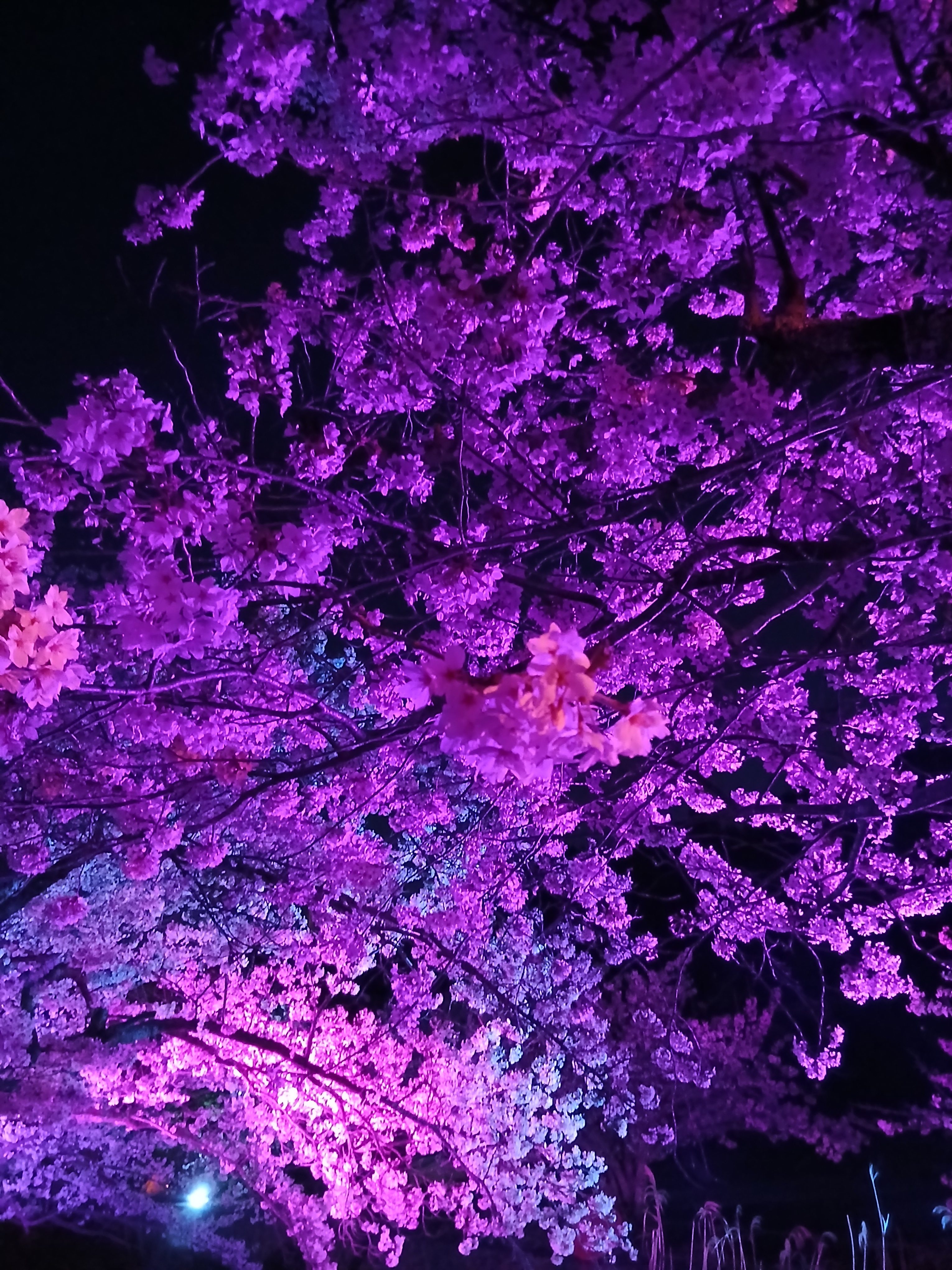 桜のライトアップ